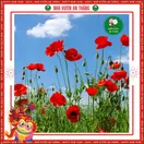 Hoa Popy ( Hoa Kim Anh ) - ảnh 5