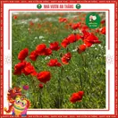 Hoa Popy ( Hoa Kim Anh ) - ảnh 6