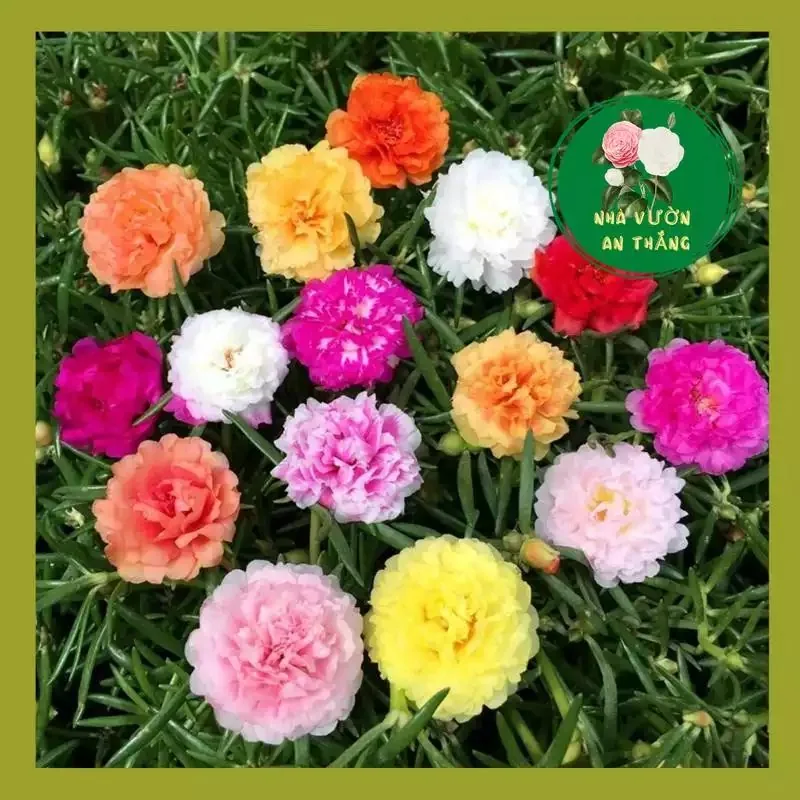 Hoa Sen Cạn