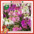 Hoa Tuý Điệp - ảnh 2
