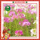 Hoa Tuý Điệp - ảnh 4