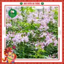 Hoa Tuý Điệp - ảnh 5