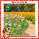 Hoa Tuý Điệp - ảnh 6