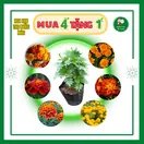 Hoa Vạn Thọ - ảnh 2