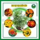Hoa Vạn Thọ - ảnh 3