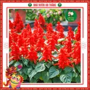 Hoa Xác Pháo - ảnh 2