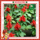 Hoa Xác Pháo - ảnh 4