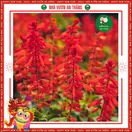 Hoa Xác Pháo - ảnh 5