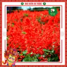 Hoa Xác Pháo - ảnh 6