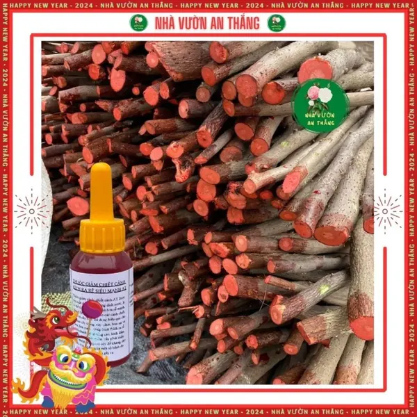 Siêu kích rễ AT 10ml