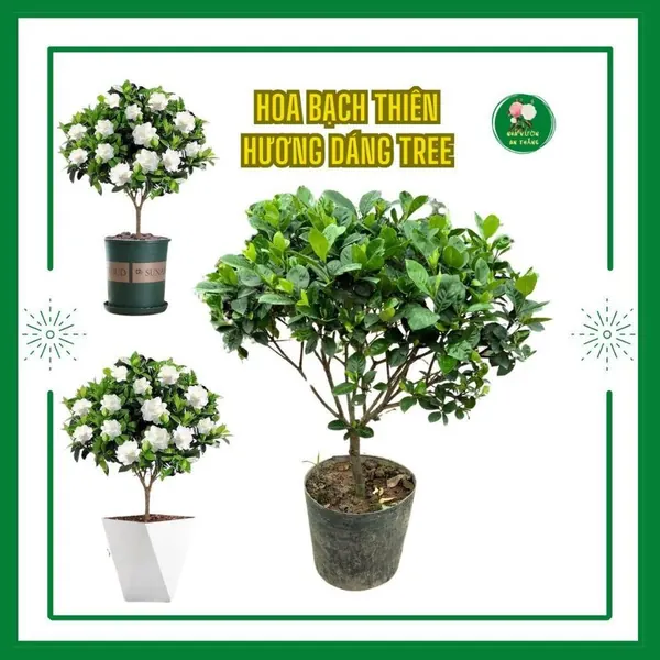 [Size VIP] Cây Bạch Thiên Hương Dáng Tree tán xum đẹp