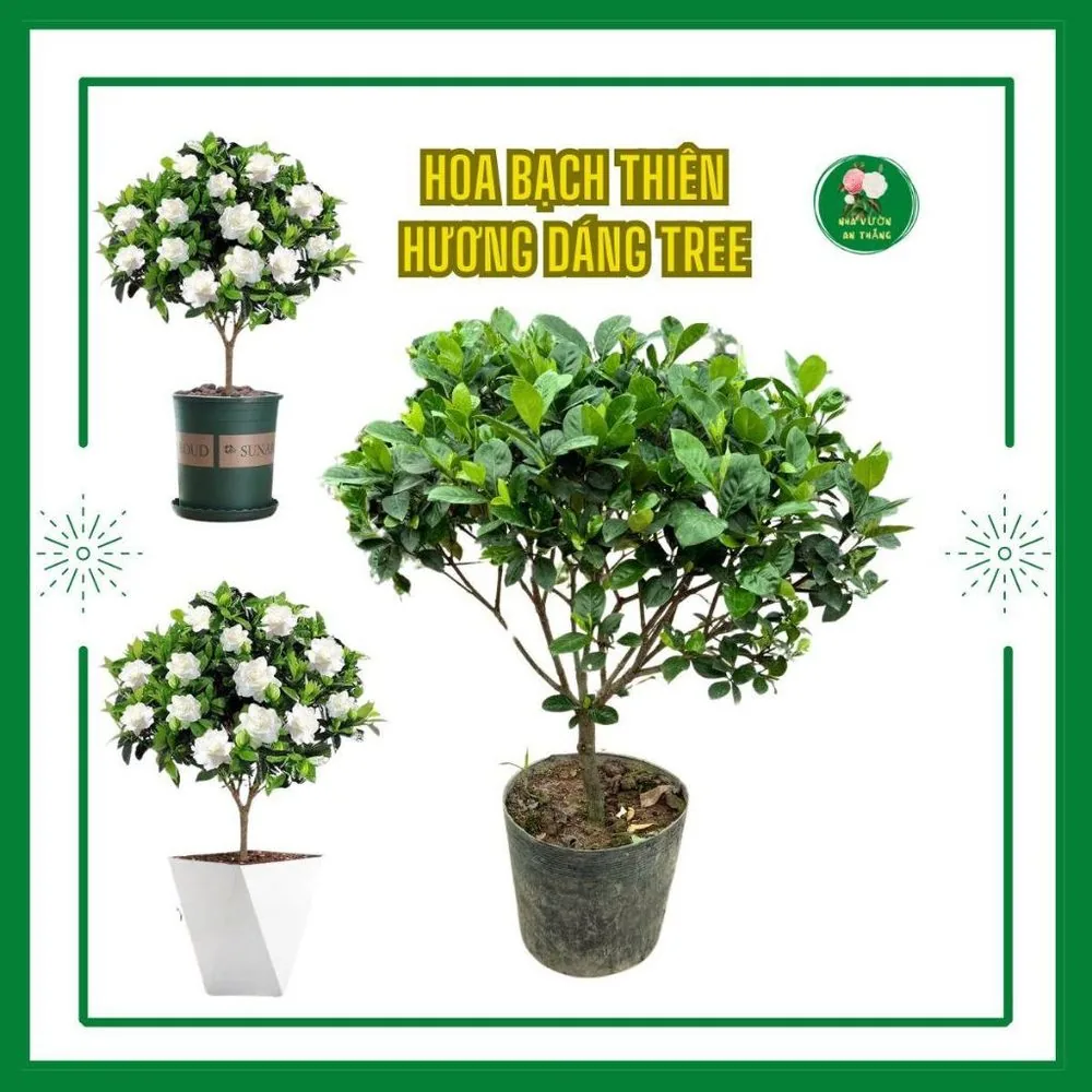Cây Bạch Thiên Hương Dáng Tree tán xum đẹp