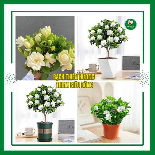 Cây hoa cảnh nhà vườn An Thắng - Làng hoa Phụng Công