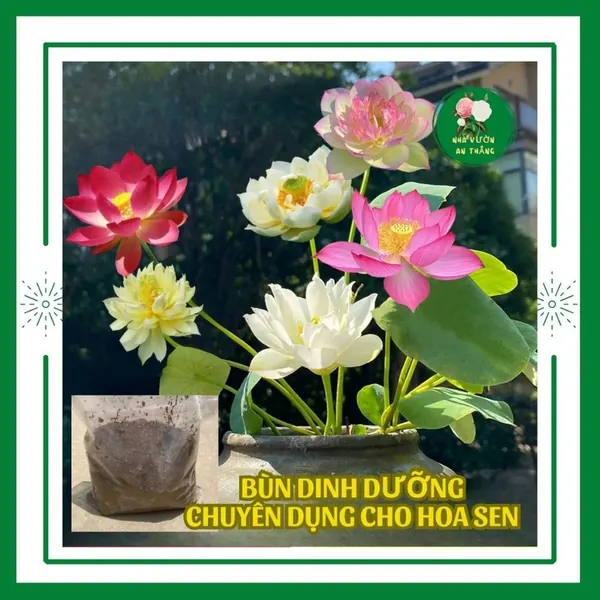 Túi bùn dinh dưỡng dành riêng cho hoa sen